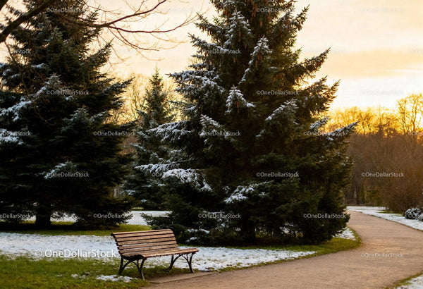 Empty park bench near snow-dusted fir trees at sunset
