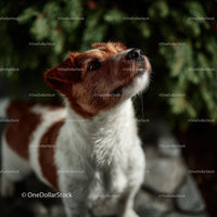 Brown and White Puppy Looking Up with Curious Expression