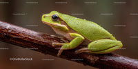Close-up of Green Tree Frog on Branch in Natural Habitat