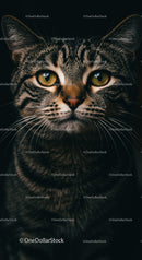Close up portrait of attentive tabby cat with golden eyes