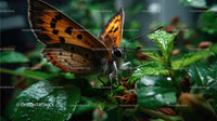 Close-up of a Vibrant Orange and Black Butterfly Resting on Green Foliage