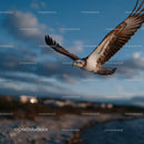 Seagull in Flight Against Scenic Blue Sky with Cloudscape