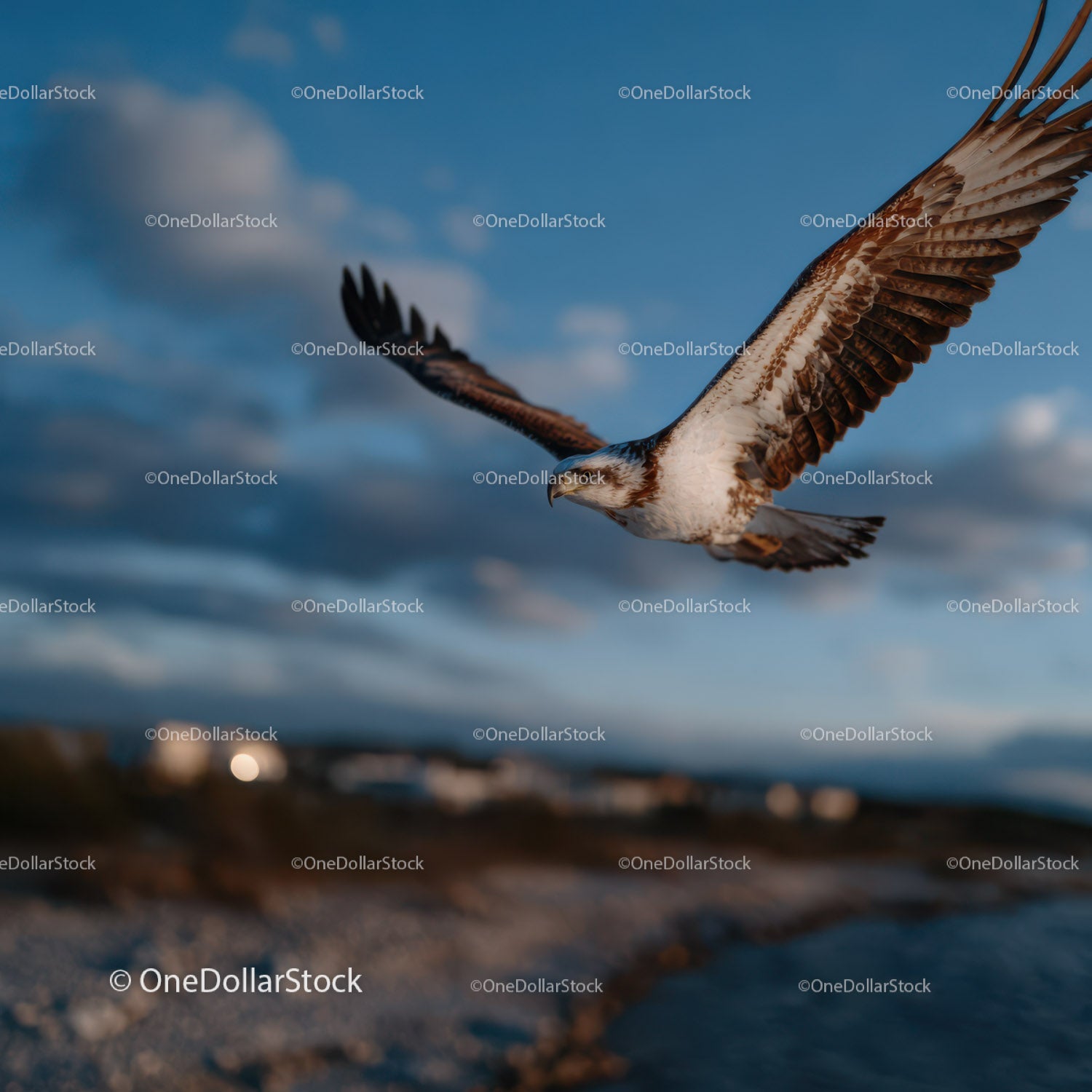 Seagull in Flight Against Scenic Blue Sky with Cloudscape
