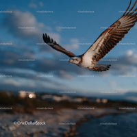Seagull in Flight Against Scenic Blue Sky with Cloudscape
