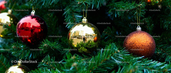 Colorful Christmas baubles hanging from evergreen tree