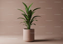 Green Dracaena Plant in Beige Pot for Modern Indoor Decor