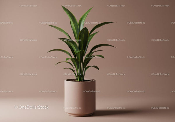 Zielona roślina Dracena w beżowej doniczce do nowoczesnego wnętrza