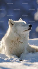 Serene Arctic Wolf Relaxing in a Winter Wonderland