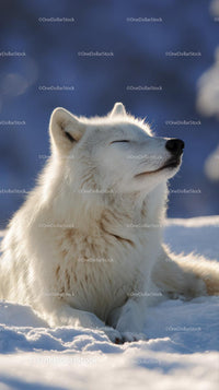 Serene Arctic Wolf Relaxing in a Winter Wonderland