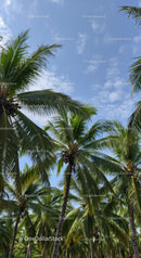 Tropical Palm Trees Under Blue Sky with Fluffy Clouds