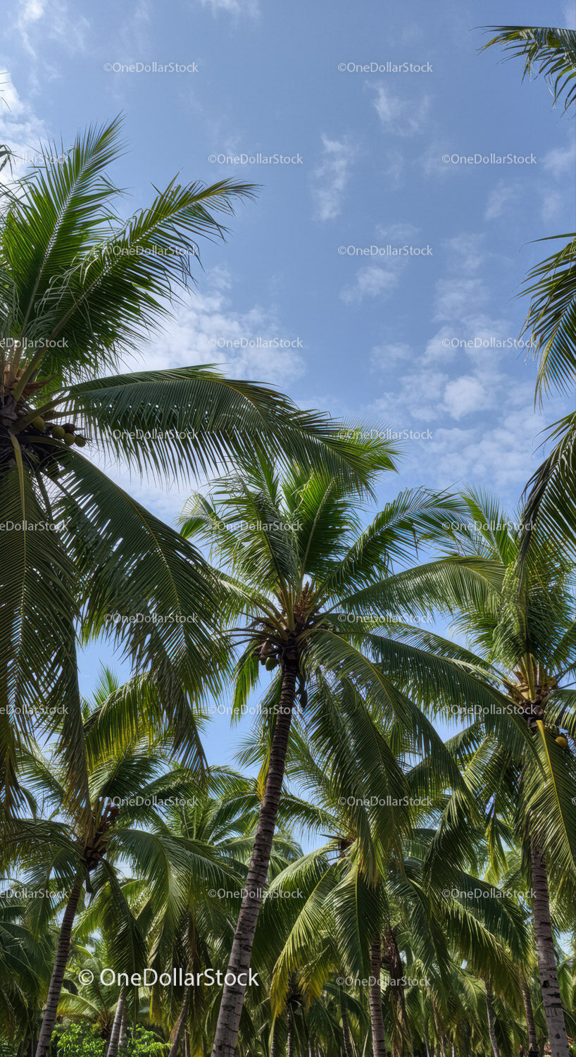 Tropical Palm Trees Under Blue Sky with Fluffy Clouds