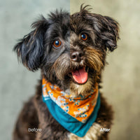 Before and after Pets Warm LUT Pack effect