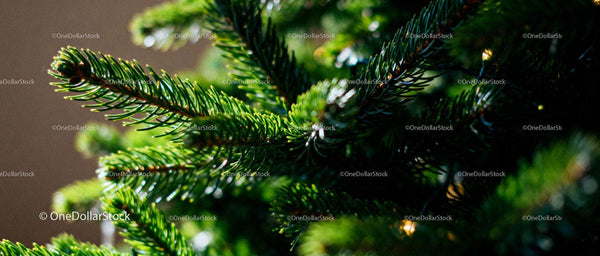 Close-up of Vibrant Green Pine Branches in Soft Light
