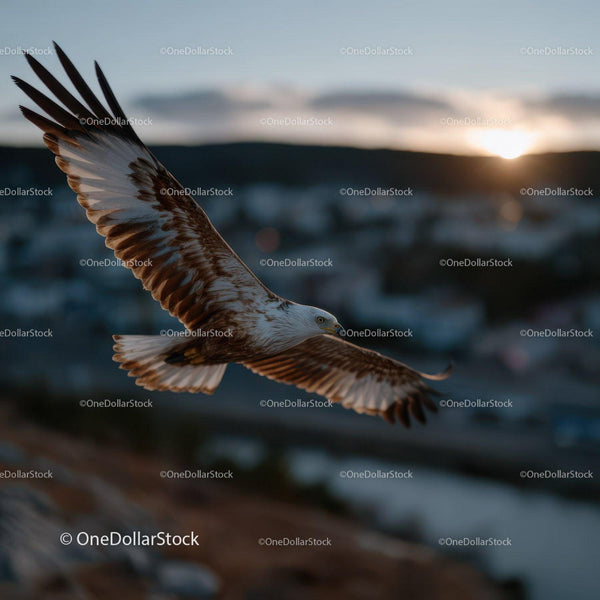 Majestic Sea Eagle Soaring in Sunset Sky Over Rugged Landscape