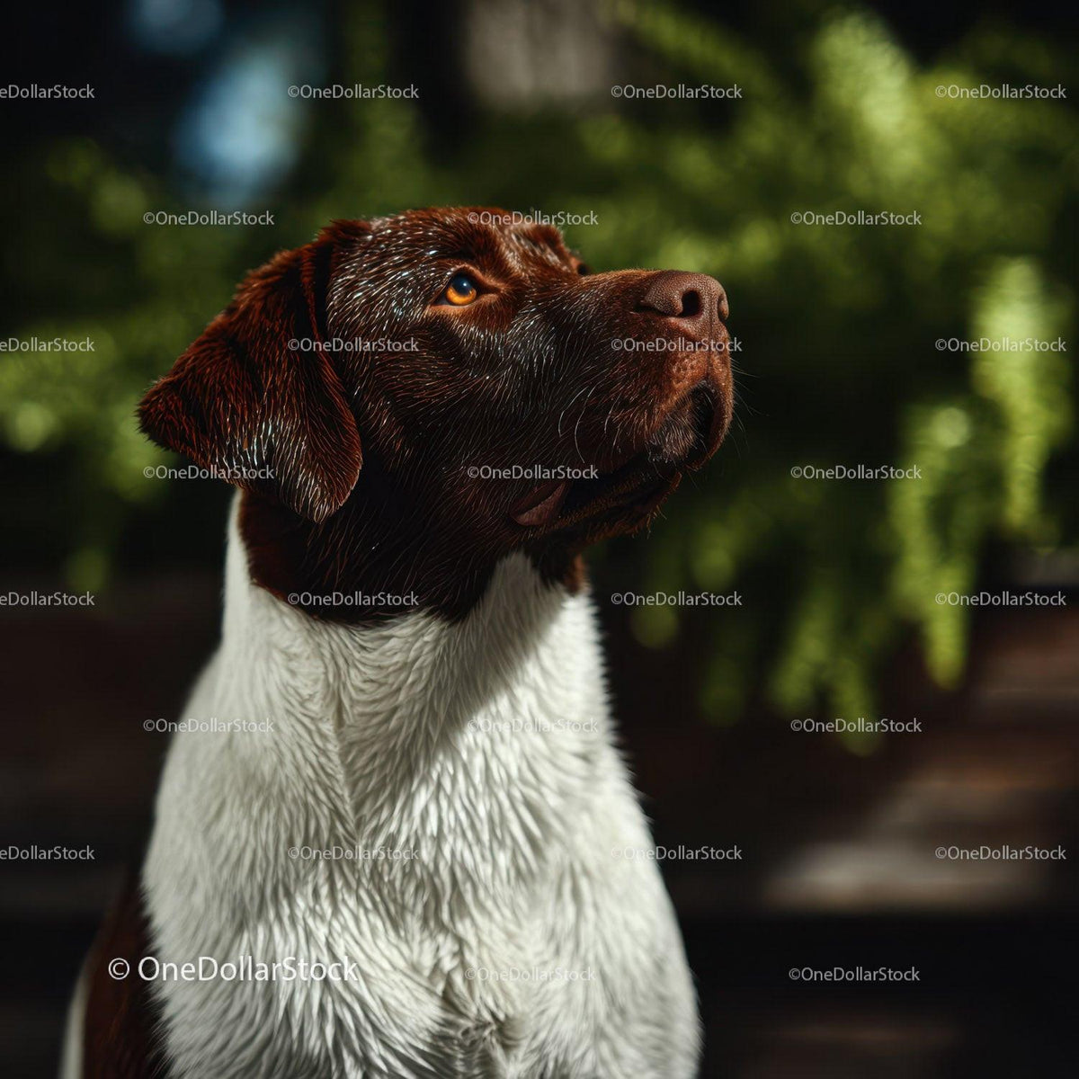 Close-up of a Brown Labrador Retriever Dog in Green Nature