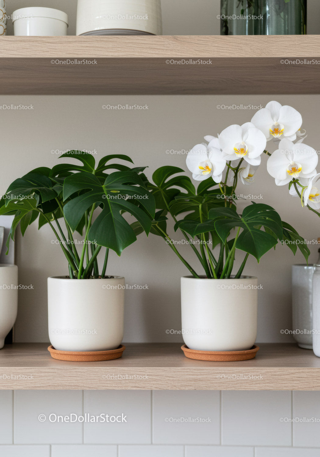 Elegant White Orchid and Green Foliage Plant in Modern Indoor Decor