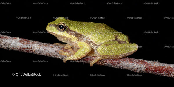 Green Tree Frog on Branch in Natural Habitat