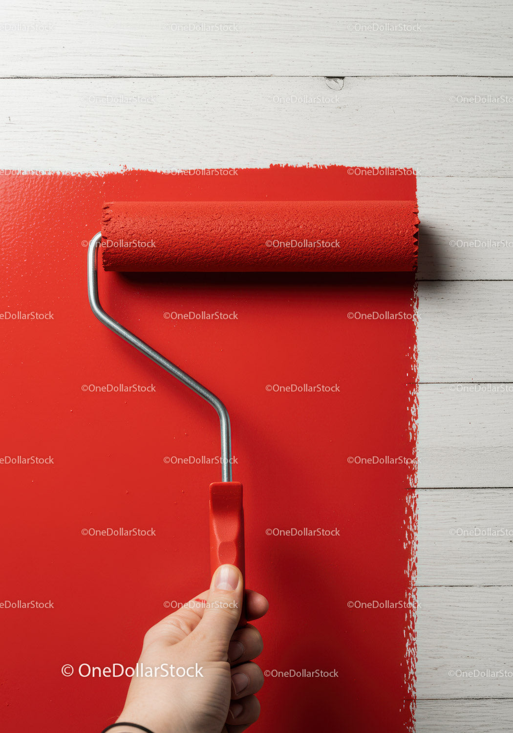 Red Paint Being Applied with Roller on White Wall for Home Renovation