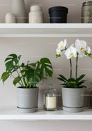 Elegant Indoor Houseplants and Orchids for Modern Home Decor