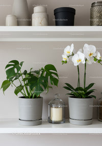 Elegant Indoor Houseplants and Orchids for Modern Home Decor