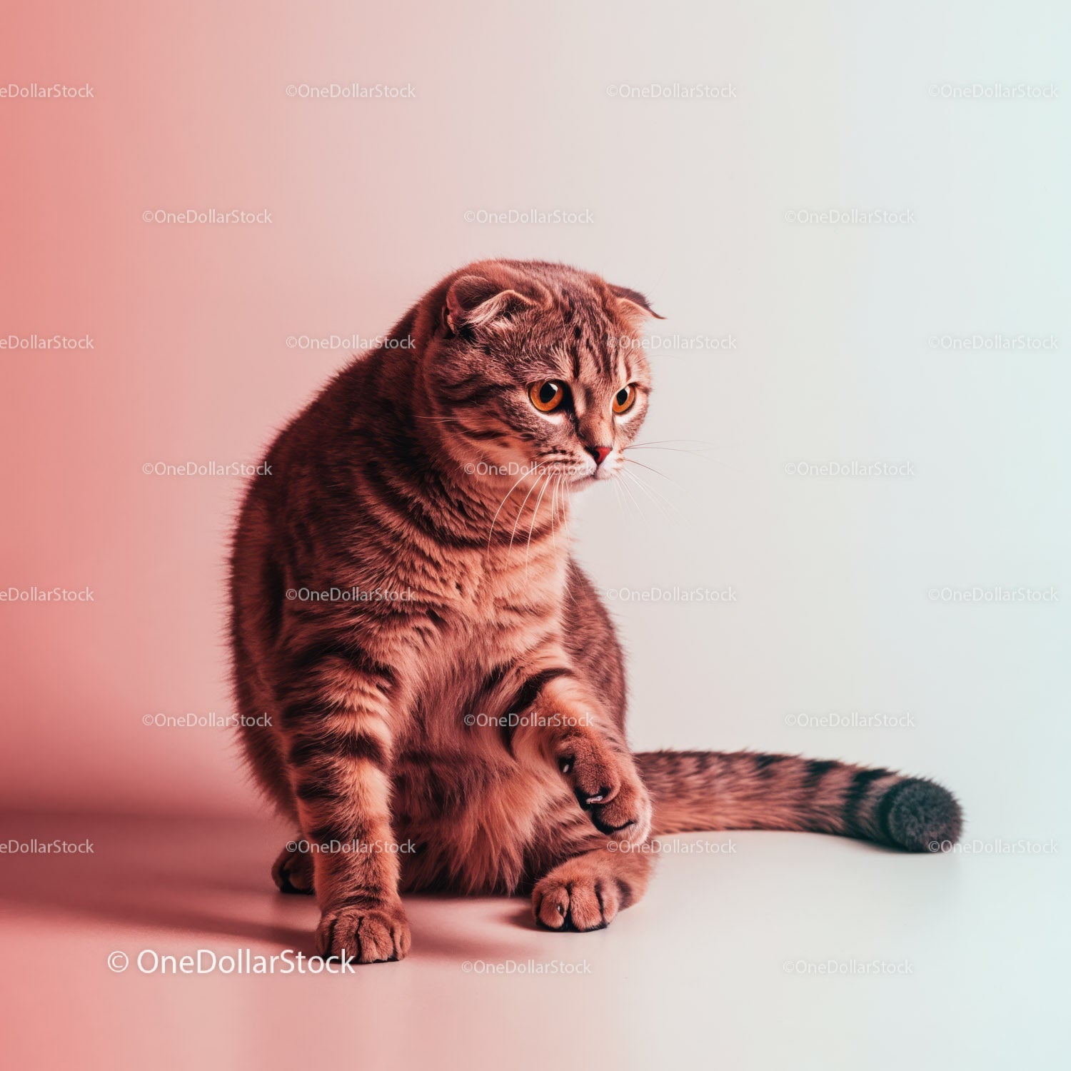 Playful Grey Tabby Cat in a Dynamic Pose with Striped Fur