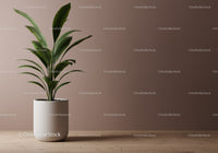 Elegant Green Houseplant in White Pot for Modern Interior Decor