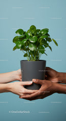 Diverse hands holding potted green houseplant together