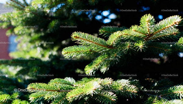 Close-up of vibrant green pine tree branches in sunlight
