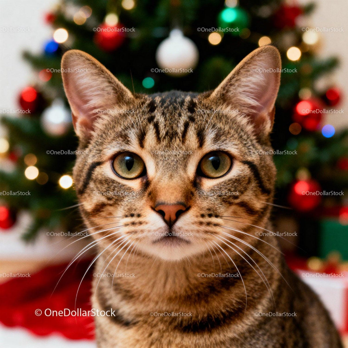 Close-up of tabby cat with Christmas tree background