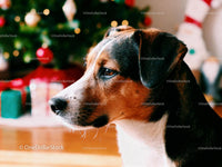 Calm dog looking thoughtfully near Christmas tree