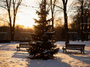 Outdoor Christmas Tree with Warm Lights at Sunset