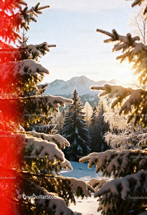 Snowy forest landscape with mountain backdrop at sunrise