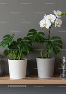 White Orchid and Monstera Leaves in Modern Indoor Plant Decor