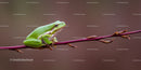 Close-Up of a Vibrant Green Tree Frog Perched on a Branch