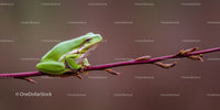 Close-Up of a Vibrant Green Tree Frog Perched on a Branch