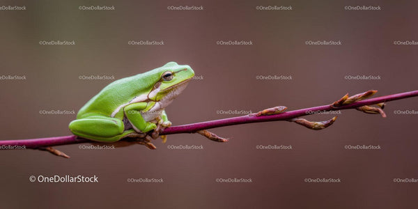 Close-Up of a Vibrant Green Tree Frog Perched on a Branch