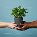 Two people holding a green potted plant together