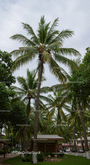 Tall Coconut Palms in Urban Park with Lush Greenery and Overcast Sky