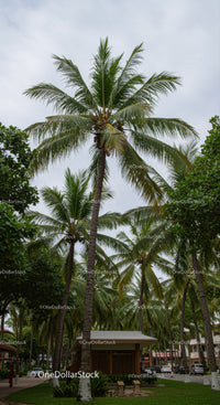 Tall Coconut Palms in Urban Park with Lush Greenery and Overcast Sky