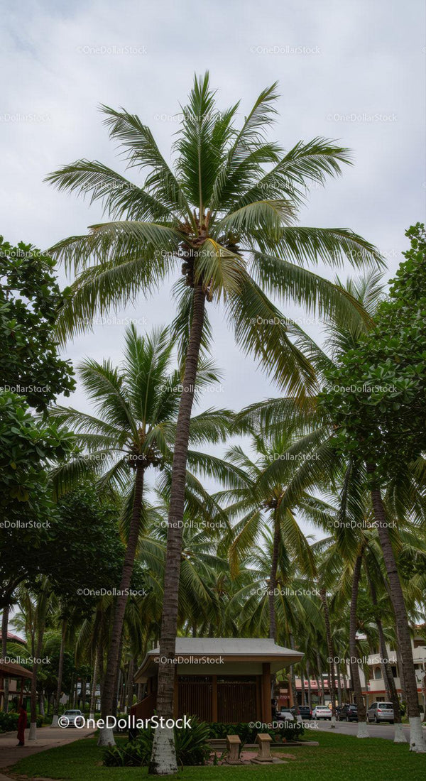 Tall Coconut Palms in Urban Park with Lush Greenery and Overcast Sky