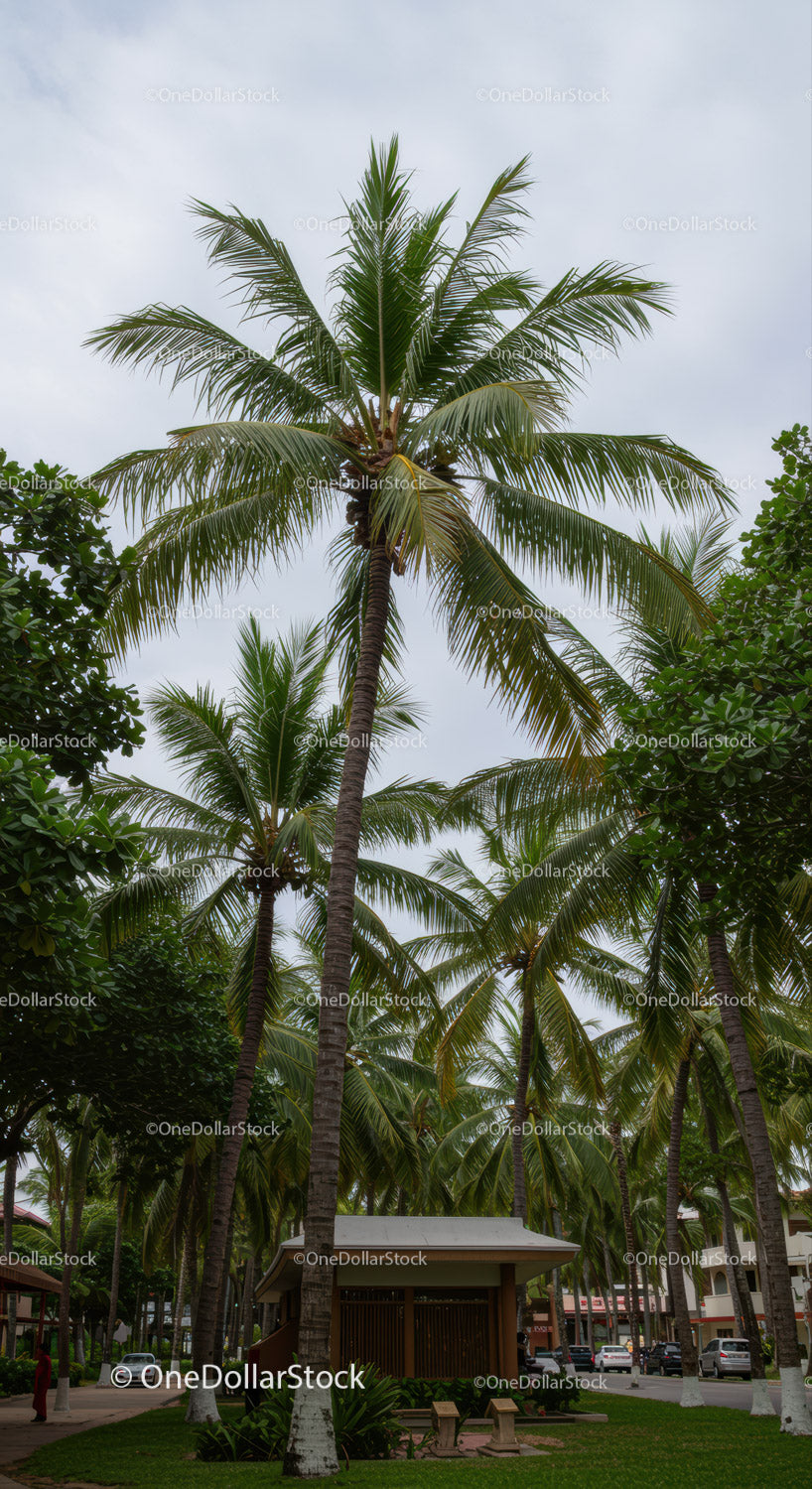 Tall Coconut Palms in Urban Park with Lush Greenery and Overcast Sky