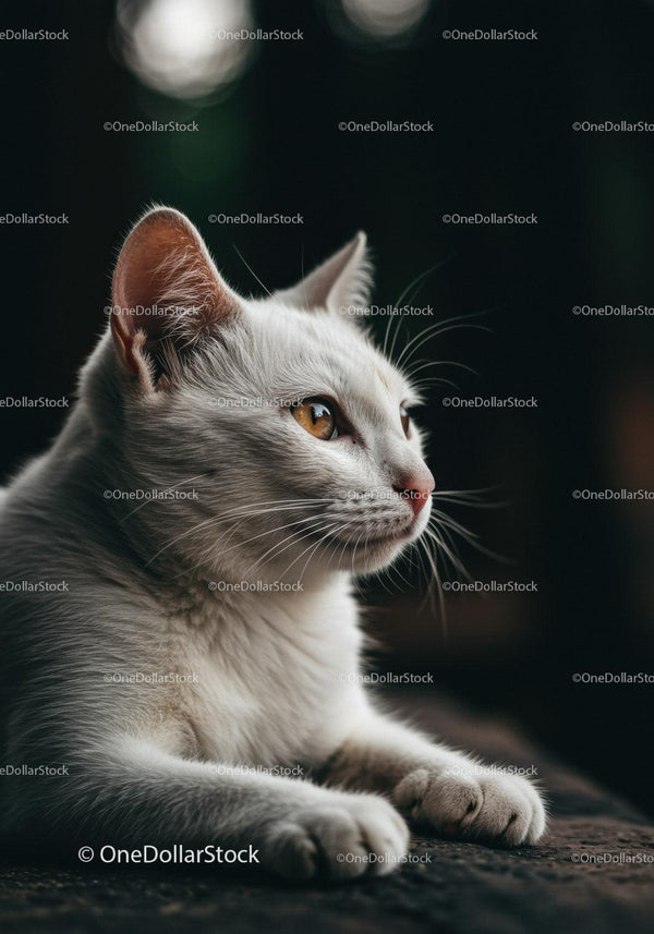 White cat resting quietly in soft natural light