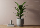 Large Green Fiddle Leaf Fig in Minimalist Concrete Pot for Modern Homes