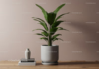Large Green Fiddle Leaf Fig in Minimalist Concrete Pot for Modern Homes