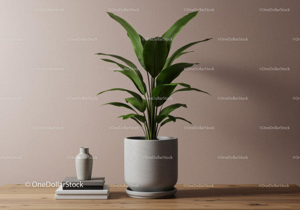 Large Green Fiddle Leaf Fig in Minimalist Concrete Pot for Modern Homes