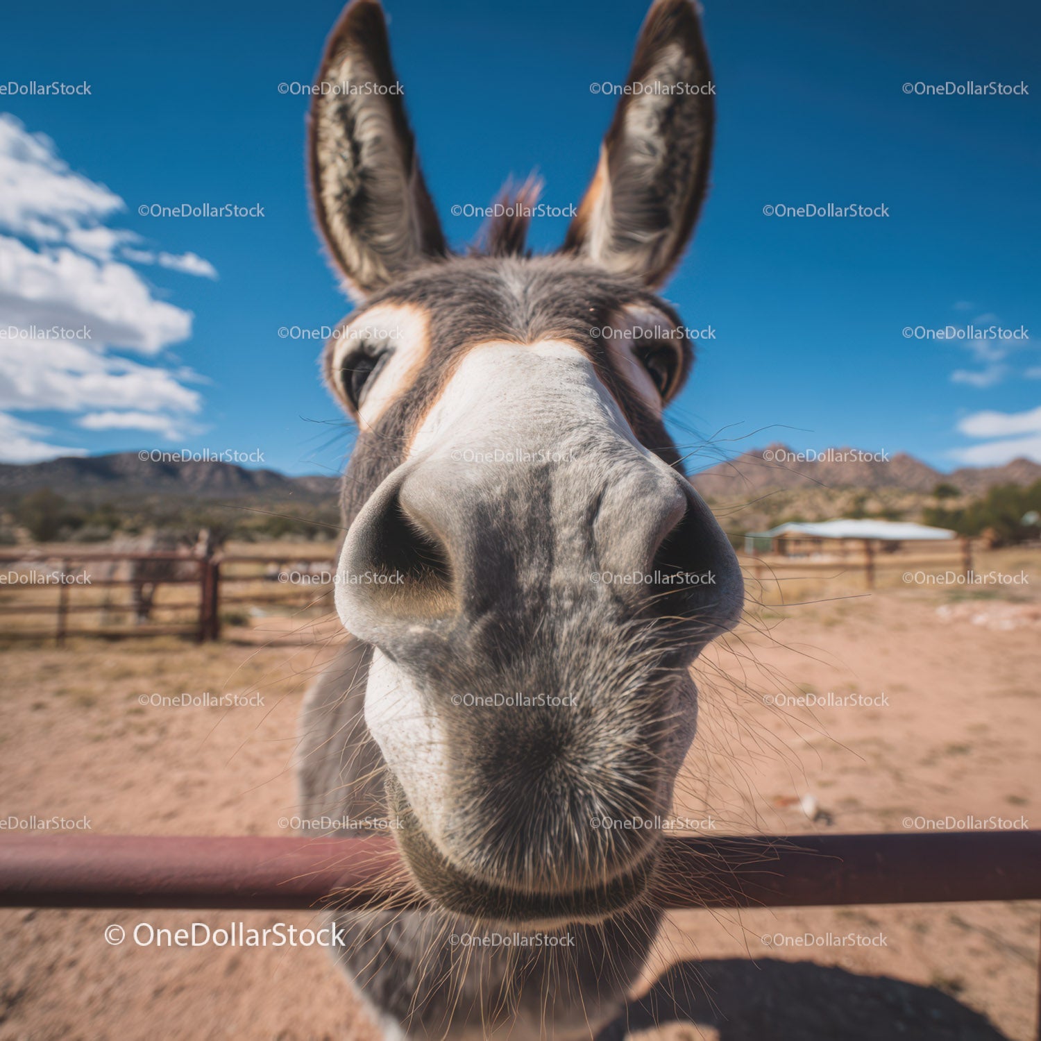 Close-Up of Donkey Nose in Rural Landscape Under Blue Sky