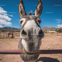 Close-Up of Donkey Nose in Rural Landscape Under Blue Sky