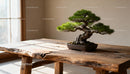 Elegant bonsai tree on rustic wooden table with soft sunlight