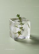 Fresh Herb Suspended Inside Clear Ice Cube on Green