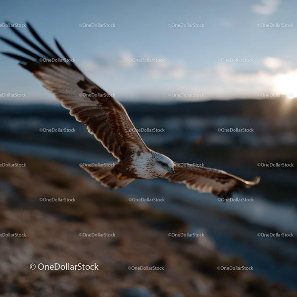 Majestic Sea Eagle in Flight Over Coastal Waters During Sunset